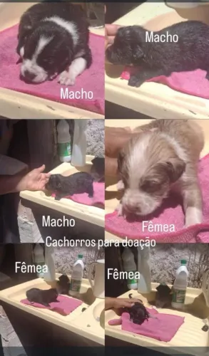 Cachorros para doação
