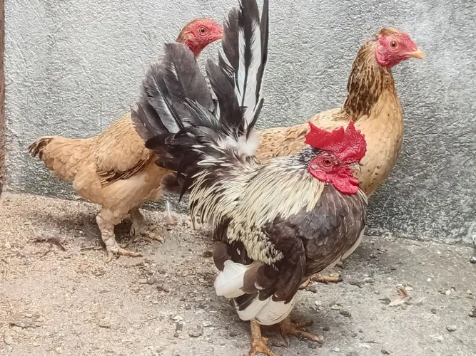 Galinhas nanicas