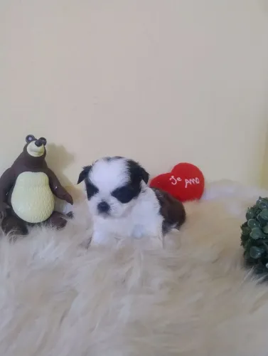 Filhote Shih Tzu macho disponível