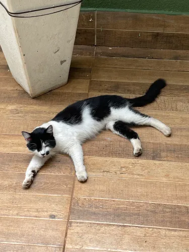 Doação de gatos