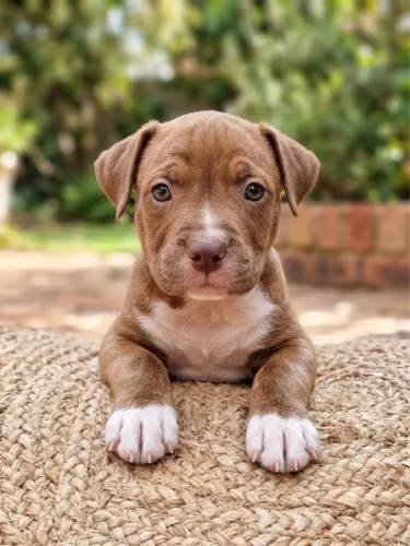 PITBULL FÊMEA FILHOTE