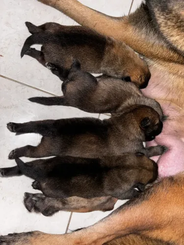 Filhotes de Pastor Belga Malinois 