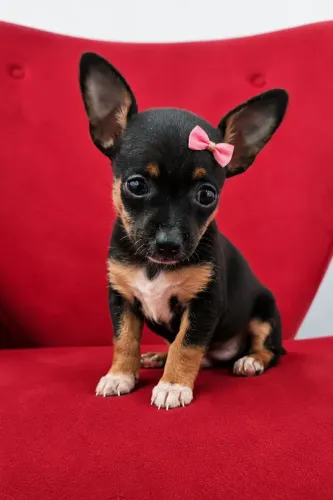 Pinscher Fêmea