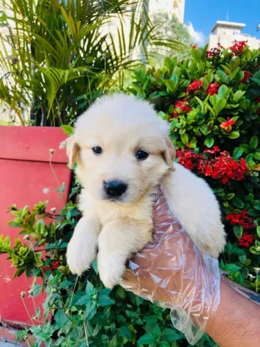 Lindos Filhotes de Golden Querendo Uma Familia