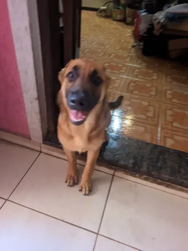 Lindos Filhotes de Pastor (Alemão x Malinois) - Casal Disponível!