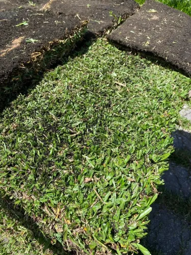Gramas e terra preta