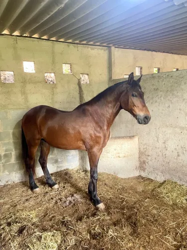 Cavalo Picada