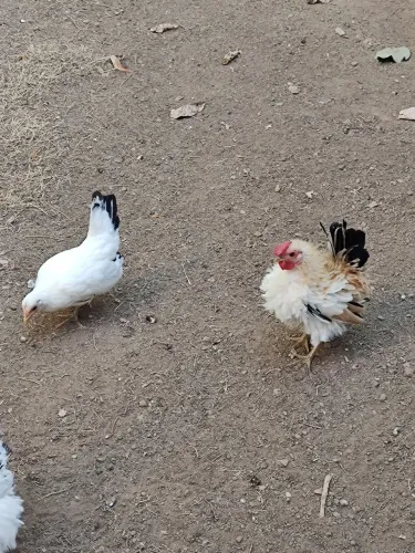 Mini Galinhas Garnisé/Galinzé  
