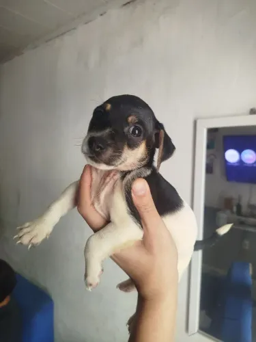 Lindo cachorrinho para adoção