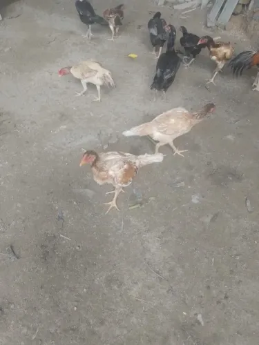 Galinhas 