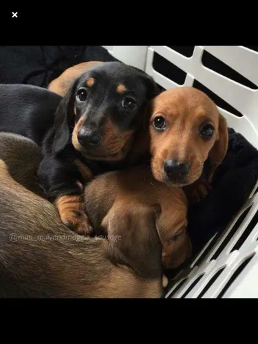 Amores filhotes de Basset black and tan
