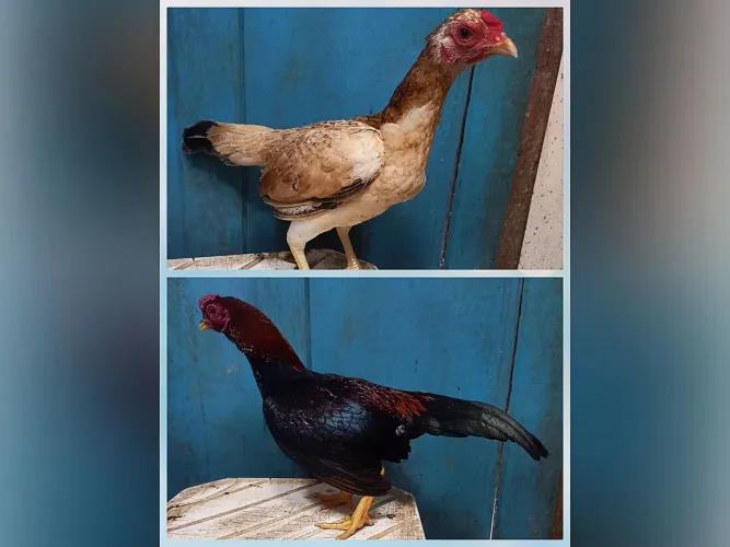 CASAL DE MINI ÍNDIO