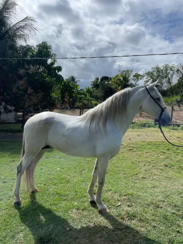Cavalo mangalarga