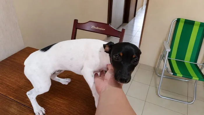 Pinscher tamanho 1 fêmea de 6 mêses tem as 3 primeira vacinas 2.000 reias