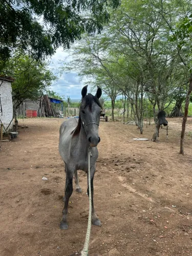 Poltro mangalarga à venda