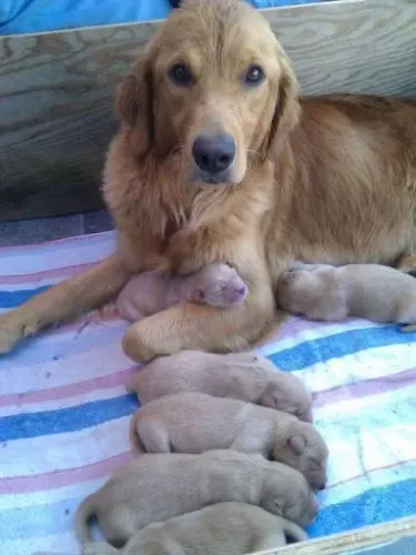 Doação filhote de golden