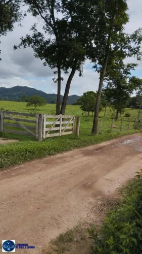 Fazenda à Venda em Heitoraí GO | 50 Alqueires | Rica em Água