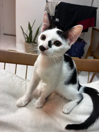 Doação de gatinha fêmea