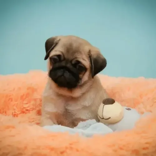 Filhotes de Pug | Um novo amigo para chamar de seu.