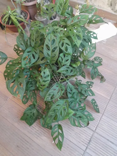 plantas 