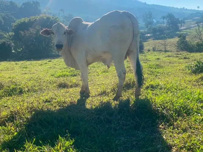 Touro Tabapuã