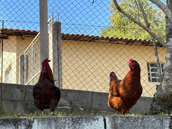 Galinhas Poedeiras Embrapa 51
