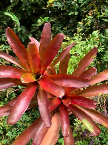 Planta