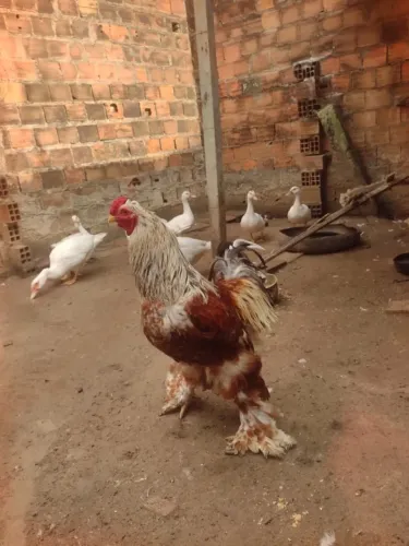 Frango da raça Brahma 