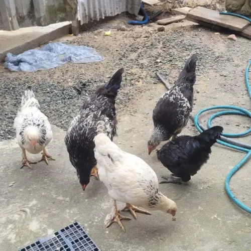 5 frangas 
