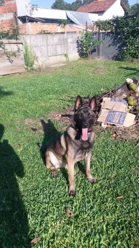 Lindo Malinois doação Responsavel 