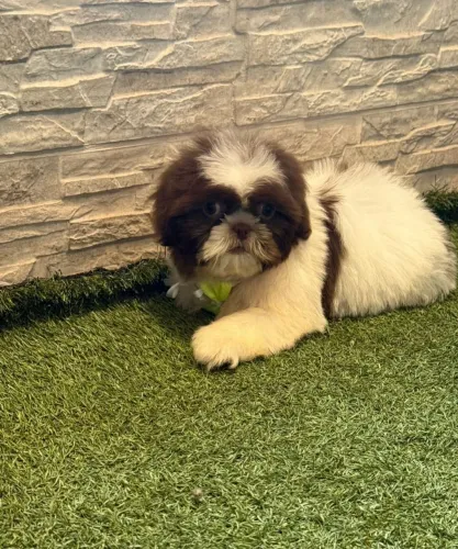 Shih Tzu lindo 