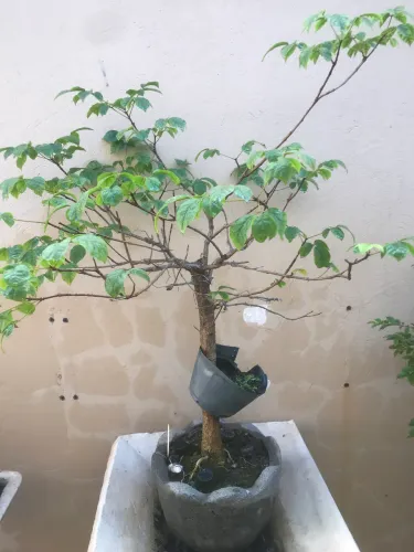 Pré bonsai Ip ê amarelo