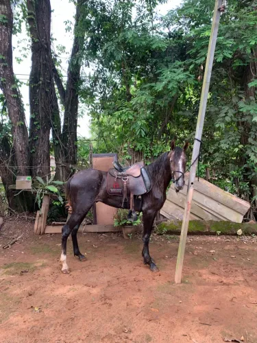 VENDO CAVALO FILHO DO FATOR DA CAVARÚ RETÃ