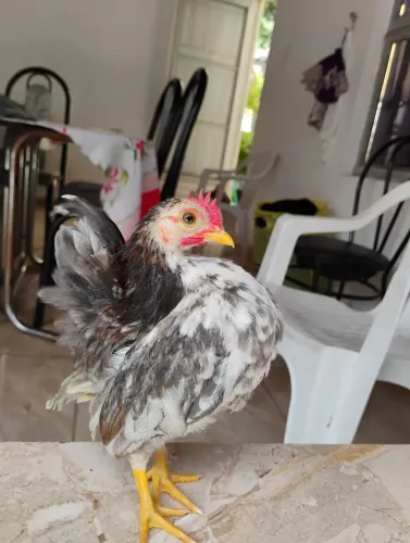 Um frango serama top