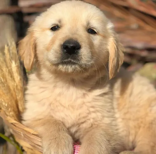 Golden Retriever filhotes especiais