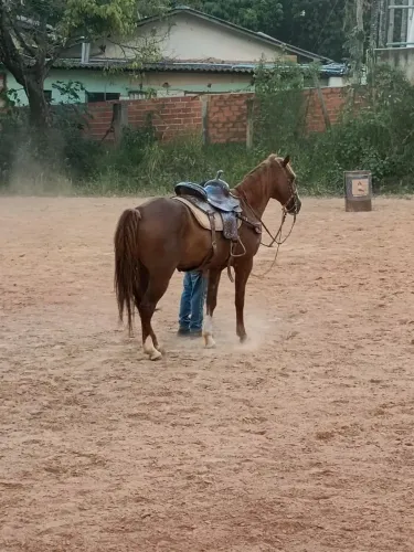 Cavalo Quarto de Millha
