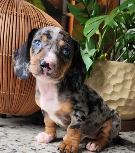 O Linguicinha!! Teckel com Pedigree!!