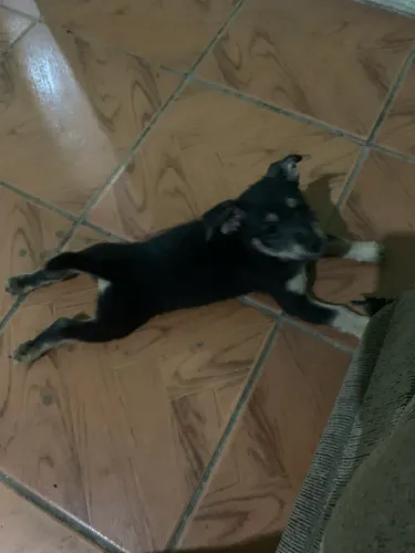 Estou doando uma cachorrinha