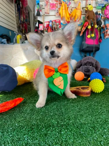 Chihuahua macho pelo longo 