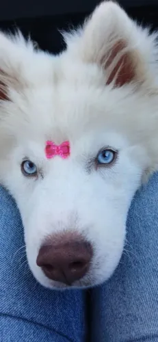 Husky Siberiano Wooly