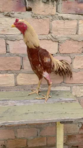 Frango carioca 