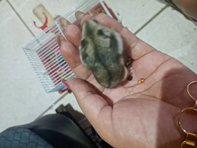 Hamster Anão russo