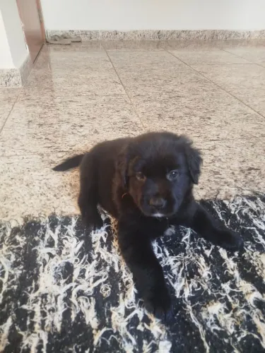Vende-se Labrador retriever macho 2 meses!