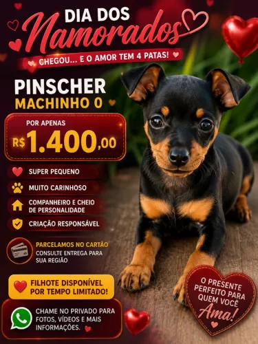 Pinscher zero machinho