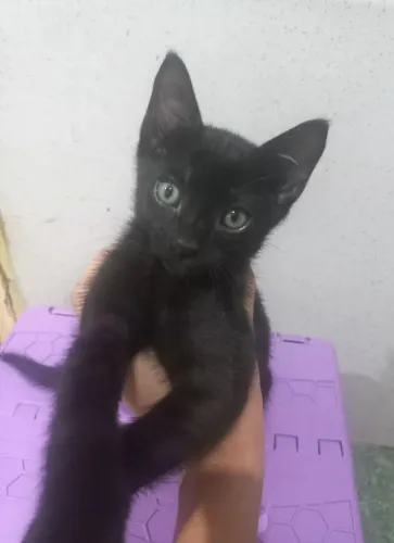 GATO ADOÇÃO