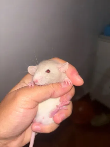 Ratos Twisters Disponíveis
