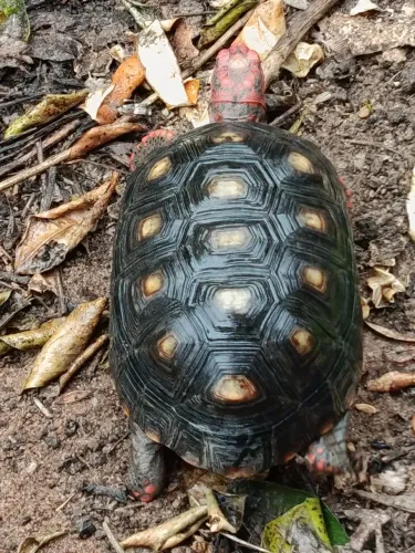 Estimação a venda !!