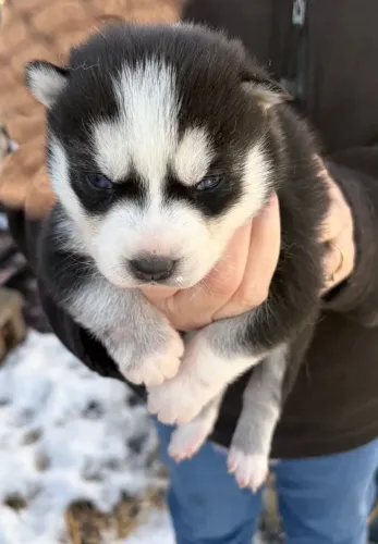 Filhotes de Husky Siberiano | Carinho que contagia o ambiente.