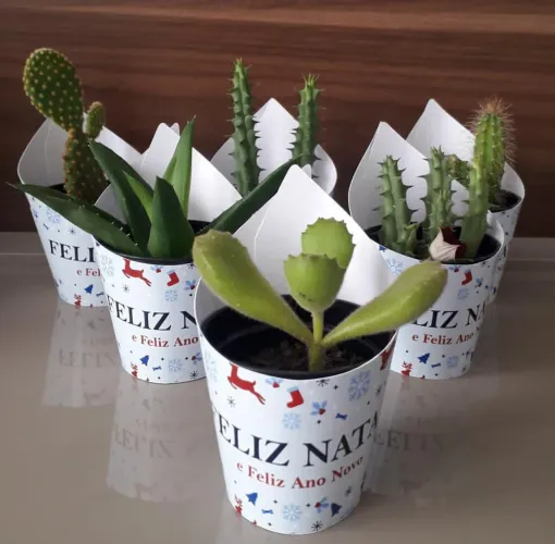 Suculentas personalizadas