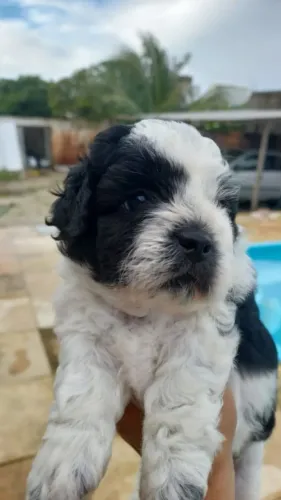 Filhote de cachorro maltês